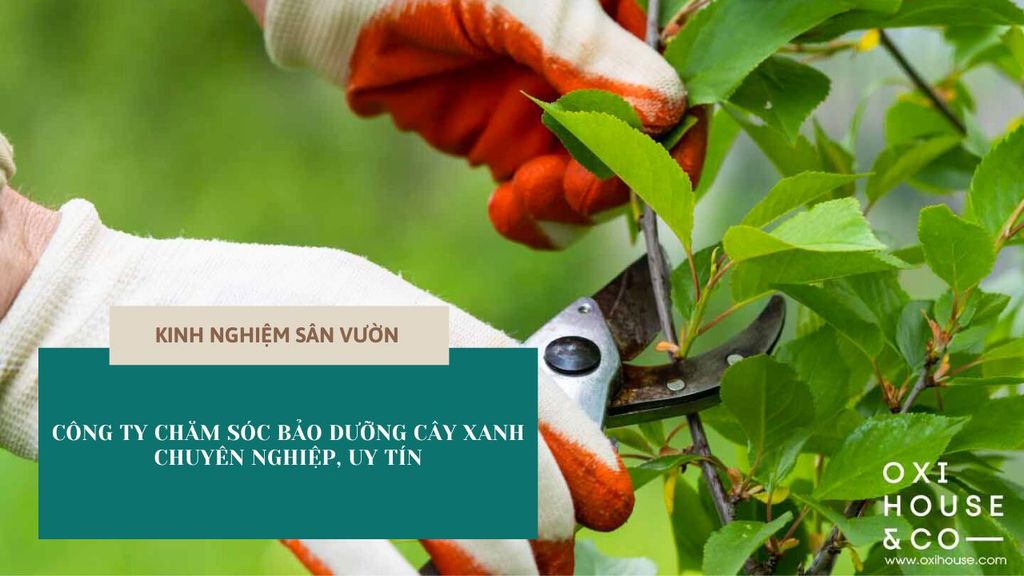 Công ty chăm sóc bảo dưỡng cây xanh chuyên nghiệp, uy tín