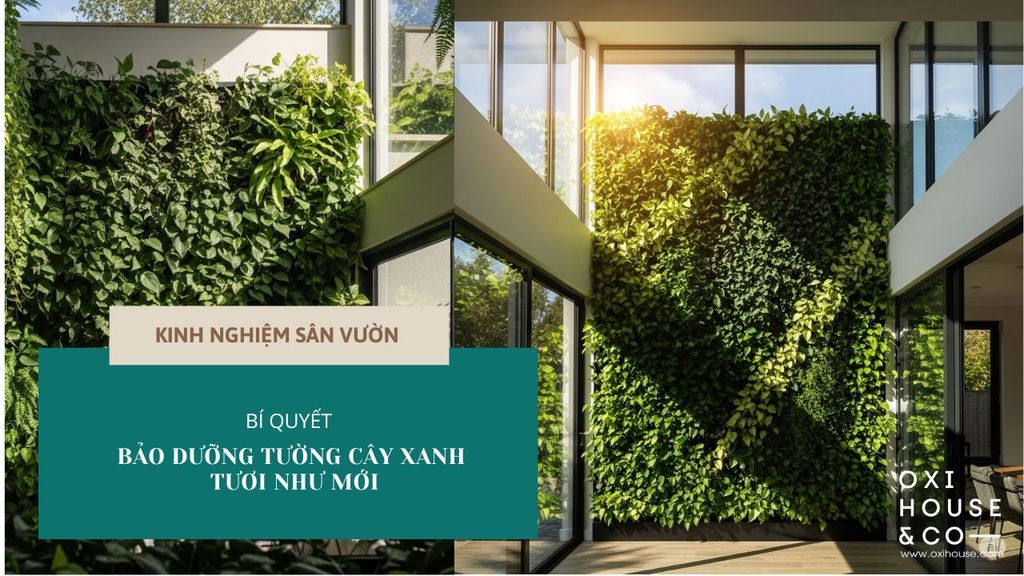 BÍ QUYẾT BẢO DƯỠNG TƯỜNG CÂY XANH TƯƠI NHƯ MỚI