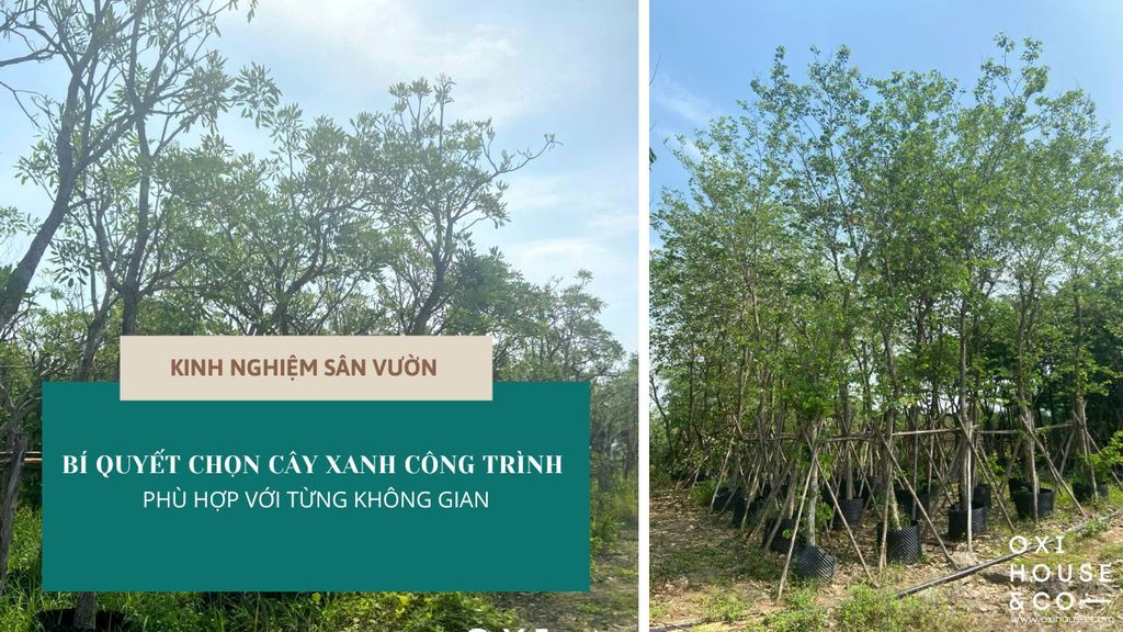 Bí quyết chọn cây xanh công trình phù hợp với từng không gian