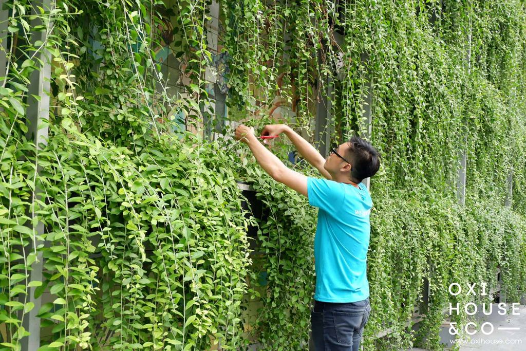 Chăm sóc cảnh quan chuyên sâu - Giải pháp tối ưu cho mọi không gian
