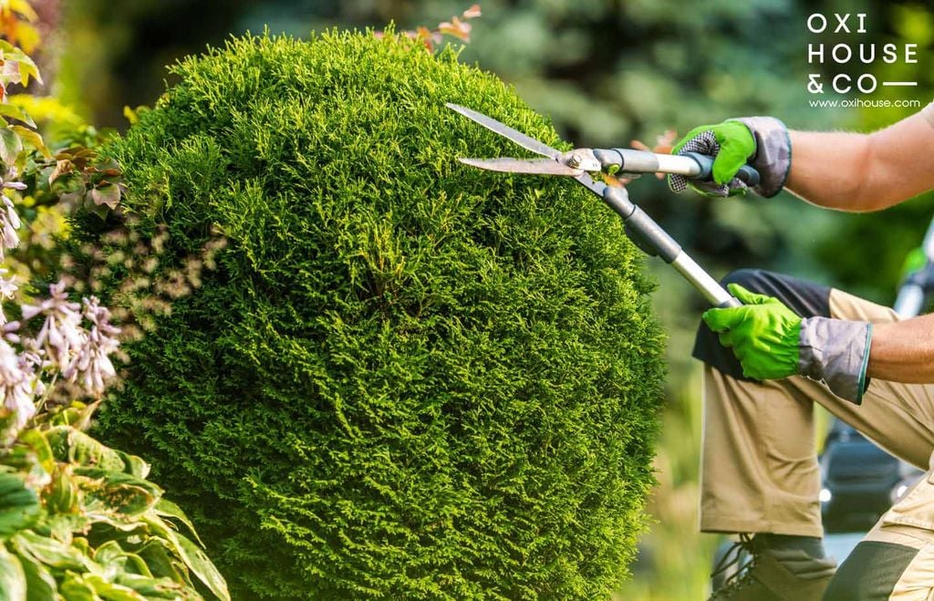 Tìm kiếm dịch vụ chăm sóc sân vườn tận nhà, chu đáo