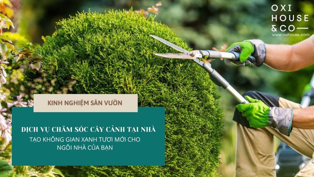 DỊCH VỤ CHĂM SÓC CÂY CẢNH TẠI NHÀ - TẠO KHÔNG GIAN XANH TƯƠI MỚI CHO NGÔI NHÀ CỦA BẠN