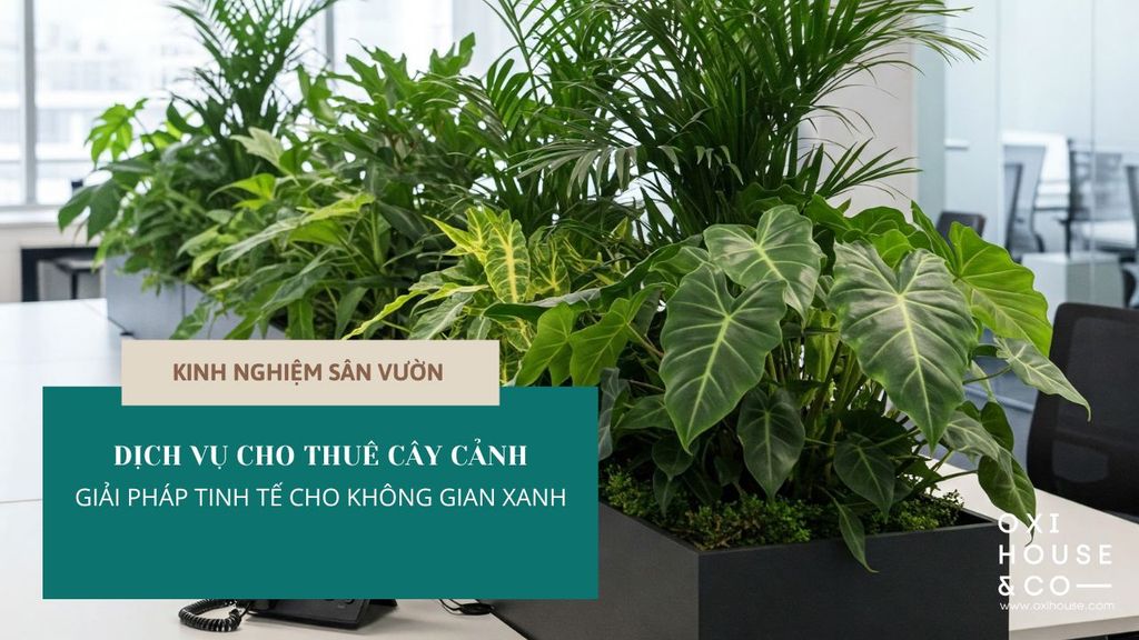 DỊCH VỤ CHO THUÊ CÂY CẢNH - GIẢI PHÁP TINH TẾ CHO KHÔNG GIAN XANH