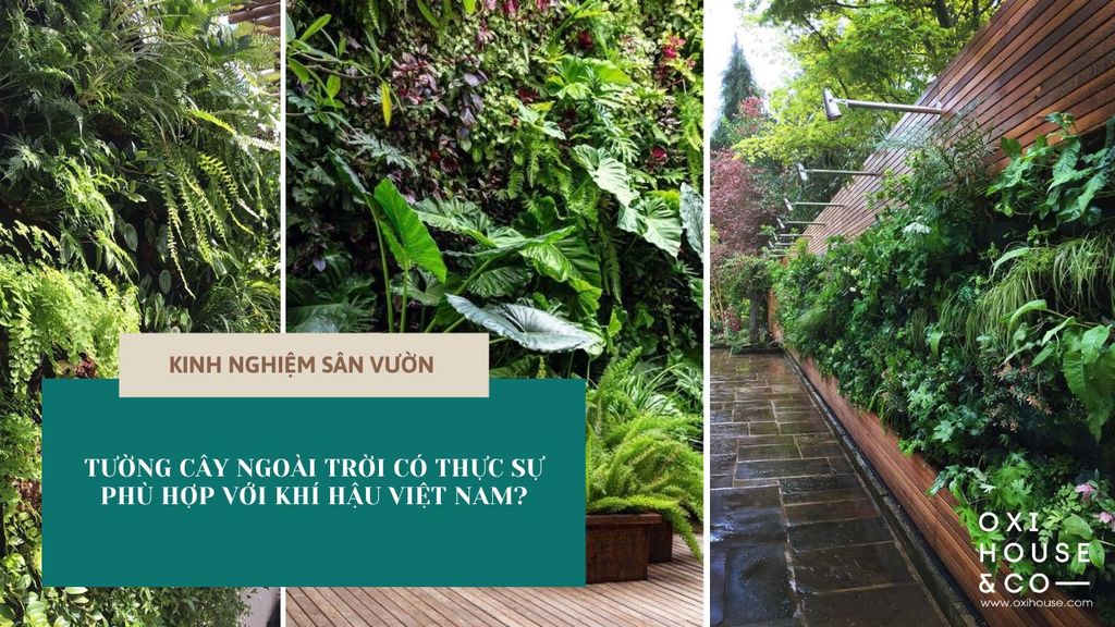 TƯỜNG CÂY NGOÀI TRỜI CÓ THỰC SỰ PHÙ HỢP VỚI KHÍ HẬU VIỆT NAM?