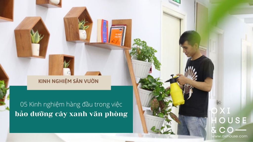 5 KINH NGHIỆM HÀNG ĐẦU TRONG VIỆC BẢO DƯỠNG CÂY XANH VĂN PHÒNG | KINH NGHIỆM SÂN VƯỜN
