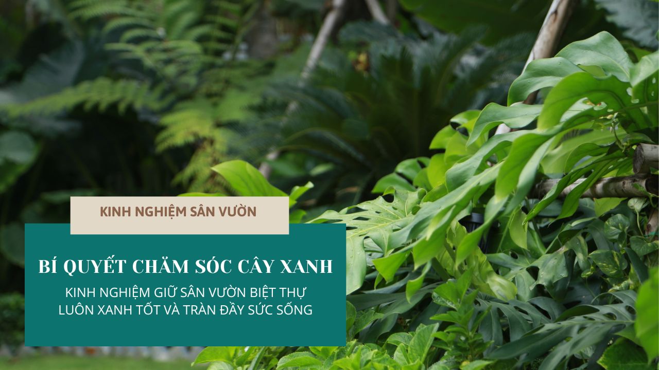 Duy Trì Và Chăm Sóc Fairy Garden Aerial: Bí Quyết Để Khu Vườn Luôn Xanh Tươi.