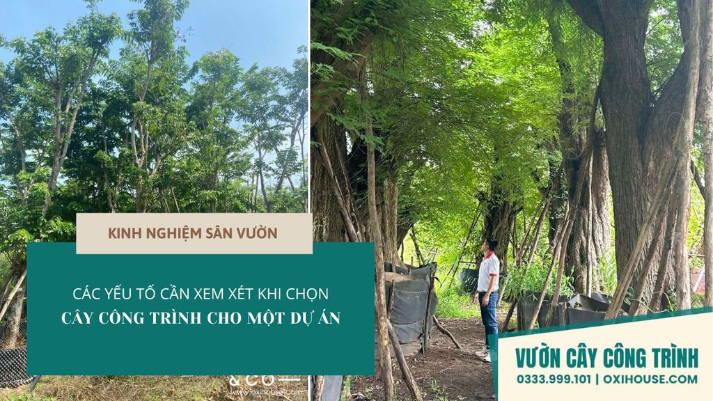 CÁC YẾU TỐ CẦN XEM XÉT KHI CHỌN CÂY CÔNG TRÌNH CHO MỘT DỰ ÁN