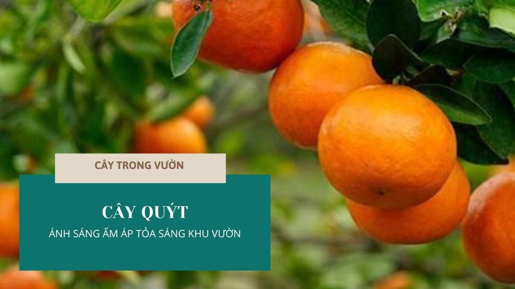 CÂY QUÝT - ÁNH SÁNG ẤM ÁP TỎA SÁNG KHU VƯỜN | CÂY TRONG VƯỜN