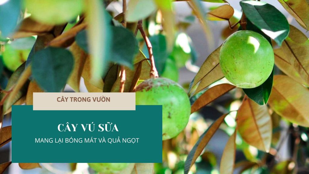 CÂY VÚ SỮA - MANG LẠI BÓNG MÁT VÀ QUẢ NGỌT | CÂY TRONG VƯỜN