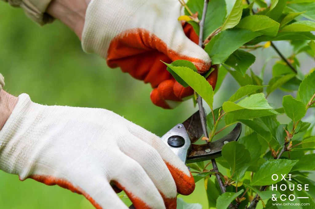 Tại sao cần chăm sóc cây xanh cảnh quan sân vườn thường xuyên