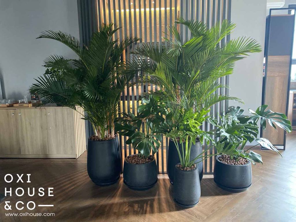 Những lợi ích của việc thuê cây cảnh nội thất văn phòng