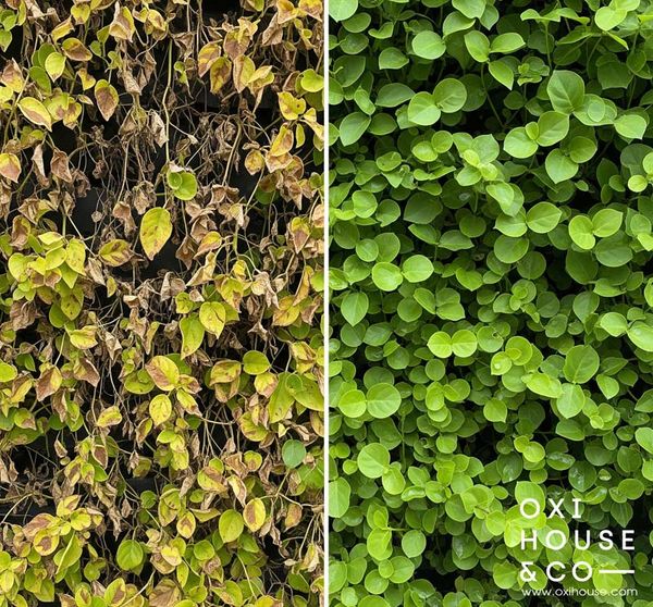 PHÒNG TRỪ SÂU BỆNH CHO TƯỜNG CÂY XANH