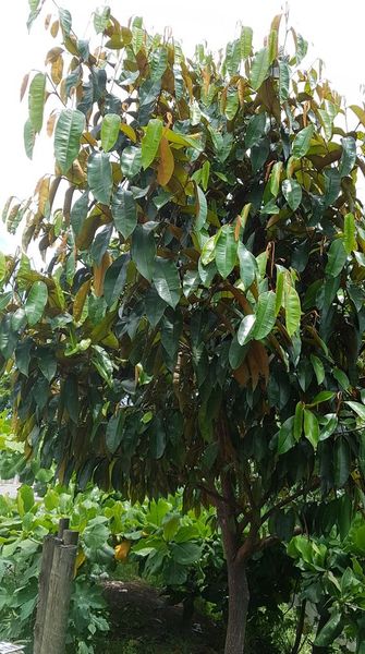 CÂY VÚ SỮA