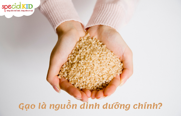 gạo là ngũ cốc chính | Special Kid