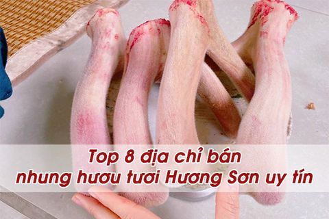 Top 8 địa chỉ bán Nhung Hươu tươi Hương Sơn uy tín chất lượng