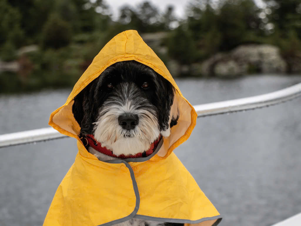Image showcasing Dog Care Tips During the Rainy Season: Preventing Skin and Respiratory ...