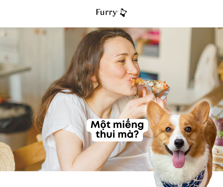 Tại Sao Chó Thường Nhìn Chủ Chằm Chằm Khi Bạn Đang Ăn? 5 Lý Do Khiến Bạn Bất Ngờ