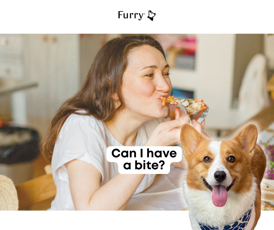 Why Does Your Dog Stare at You When You Eat? 5 Surprising Reasons – Furry