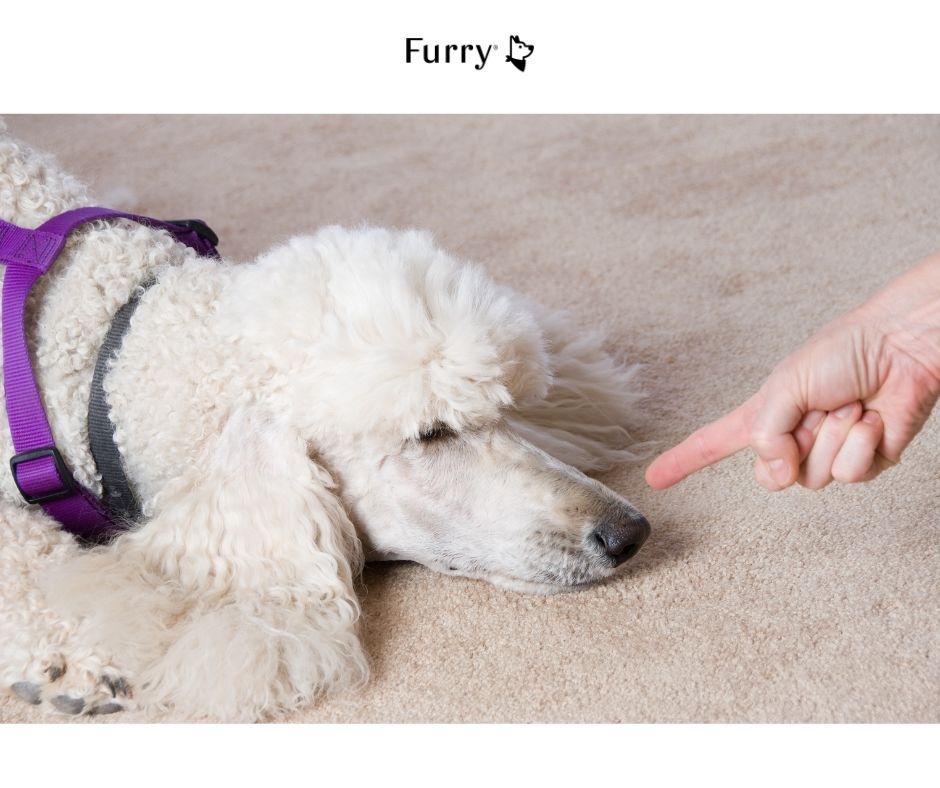 5 Reasons Why Dogs Bow Their Heads When Scolded – Do They Really Feel Guilty?