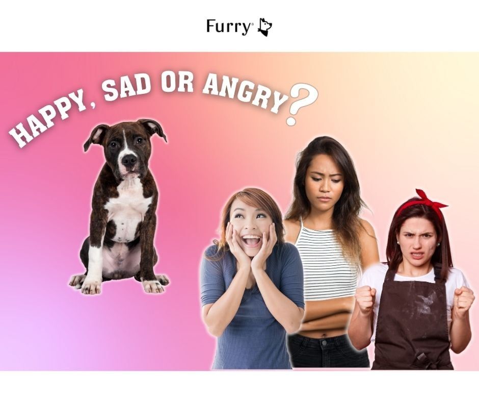 Can Dogs Understand Whether You Are Sad or Happy Through Your Facial Expressions?