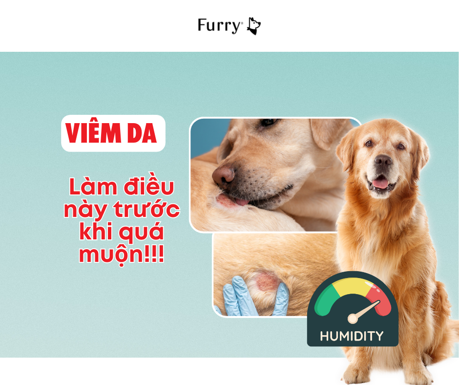 Cẩn Thận Với Độ Ẩm: 5 Sự Thật Về Viêm Da Ở Chó Mà Bạn Không Nên Bỏ Qua