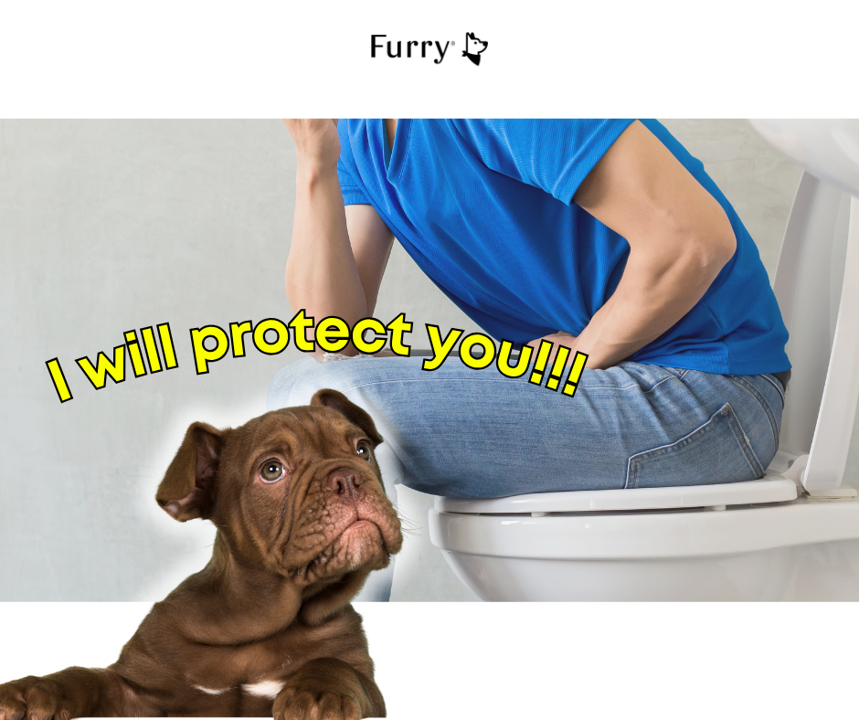 Why Does Your Dog Always Follow You to the Bathroom? The Surprising Truth Behind This Habit