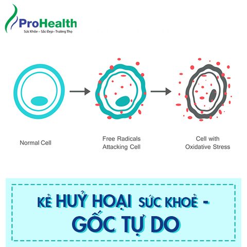 Kẻ hủy hoại sức khỏe - Gốc tự do.