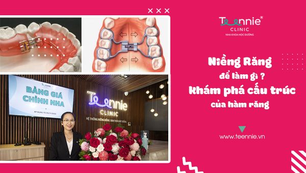 Niềng răng để làm gì? Khám phá cấu trúc của hàm răng