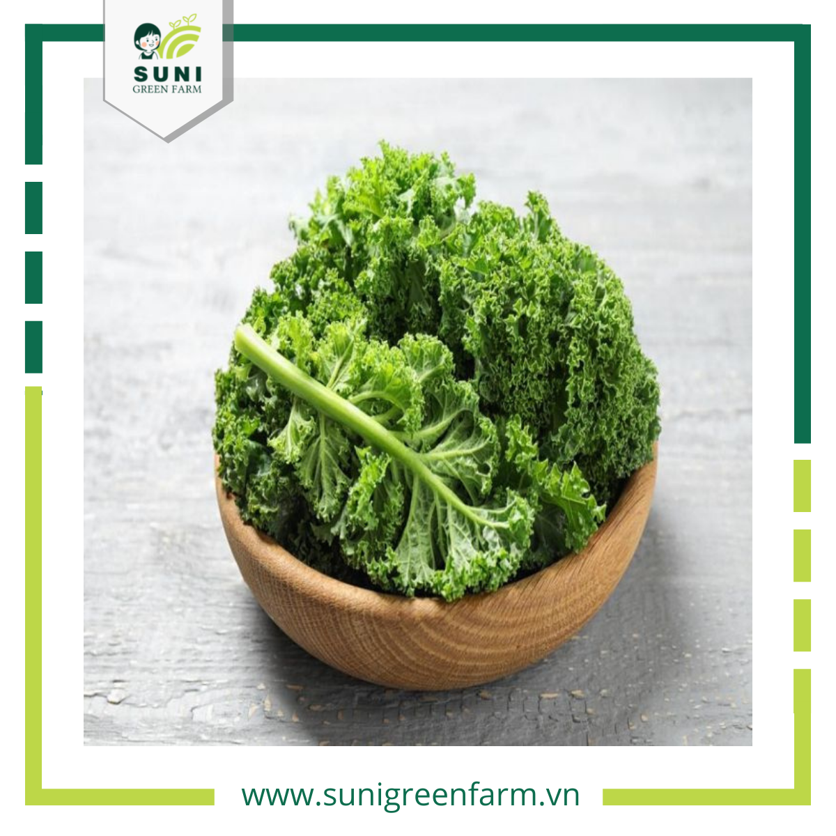 CẢI KALE ĂN SỐNG CÓ TỐT KHÔNG? AI NÊN HẠN CHẾ SỬ DỤNG CẢI KALE SUNI