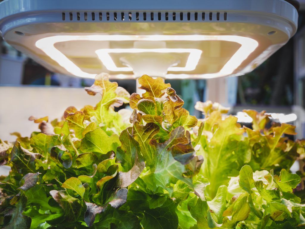Bạn cần đèn LED trồng cây trong nhà? Thuận lợi và khó khăn khi dùng đèn LED trồng cây