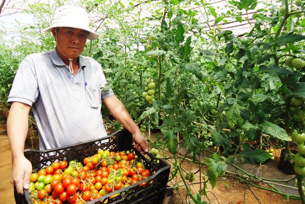 Yếu công nghệ sau thu hoạch