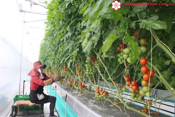 Yếu công nghệ sau thu hoạch