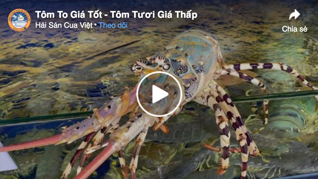 Vua Tôm Vừa Về
