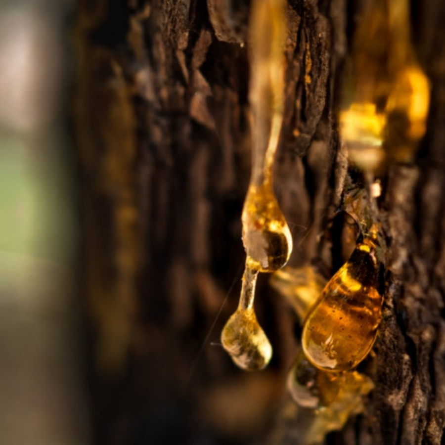 Amber và Nhựa cây: Dòng chảy ấm áp (Part 1)