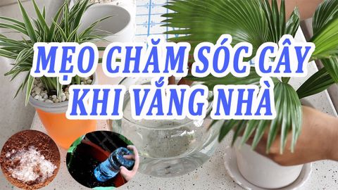 Mẹo Chăm Sóc Cây Xanh Tốt Khi Vắng Nhà Dịp Đại Lễ 30/4 – 1/5