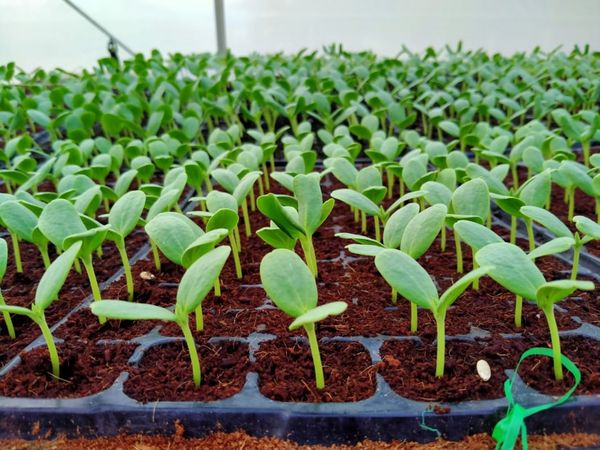 Viên Nén Xơ Dừa Cao Cấp Đã Xử Lý – Đất Sạch Hữu Cơ Giàu Dinh Dưỡng Cho Cây Trồng