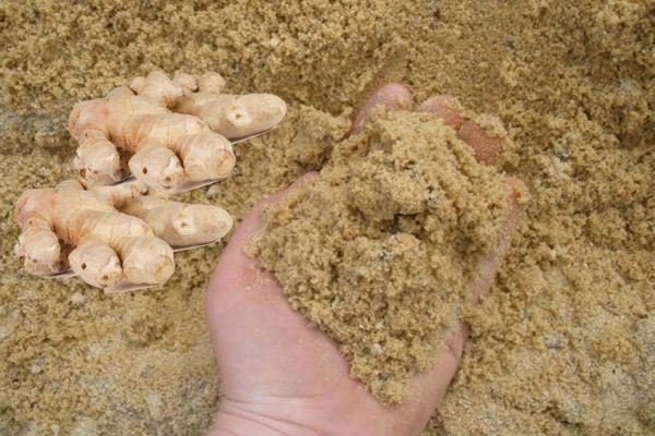 cách bảo quản gừng trong cát