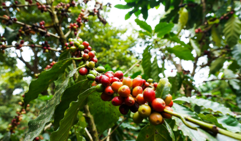 Kết quả nghiên cứu: toàn bộ cà phê Arabica đều bắt nguồn từ môt cây tổ tiên duy nhất