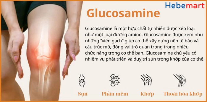 glucosamine là gì