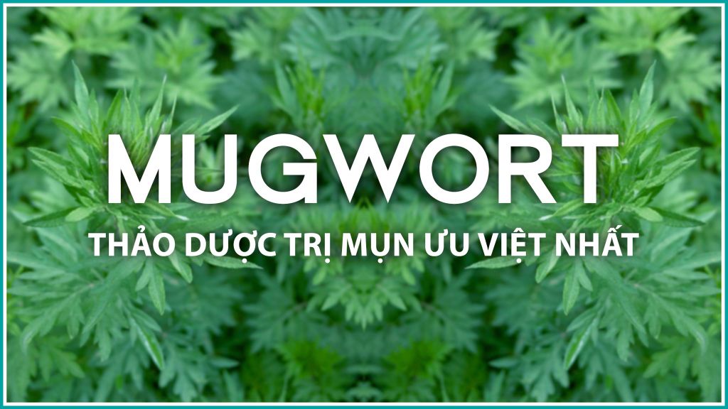 Mugwort - thảo dược trị mụn ưu việt được người Hàn yêu thích