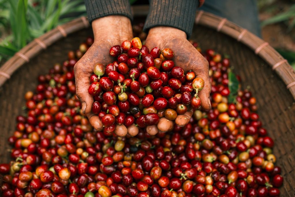 CÀ PHÊ CẦU ĐẤT FARM - NGUỒN NGUYÊN LIỆU ARABICA NGON NHẤT VIỆT NAM