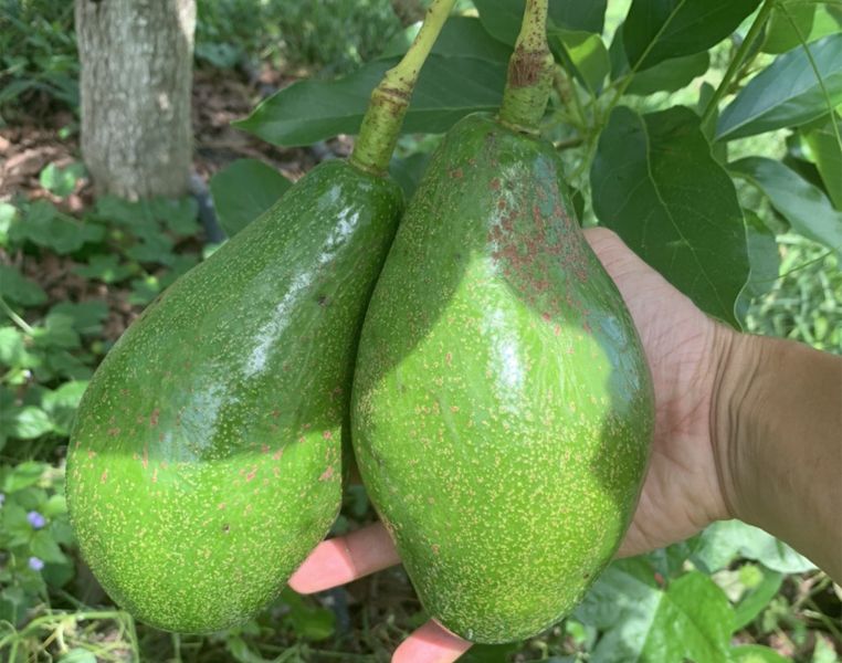 BƠ ÔNG HOÀNG - GIỐNG BƠ MÃ DƯỠNG ĐẦY TIỀM NĂNG CỦA VÙNG ĐẤT BÌNH PHƯỚC