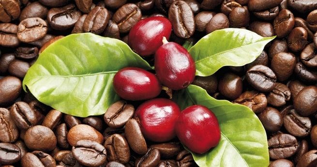 CẦN TỚI 18 CÂY CÀ PHÊ ĐỂ PHỤC VỤ 2 LY CHO BẠN MỖI NGÀY!