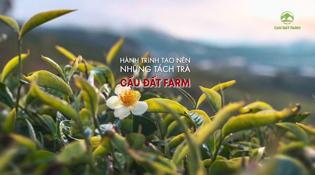 VIDEO: HÀNH TRÌNH TẠO NÊN NHỮNG TÁCH TRÀ CẦU ĐẤT FARM