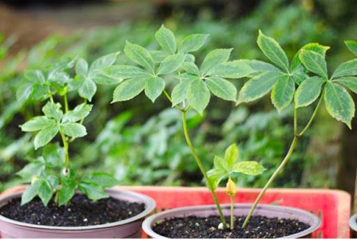 NGUYÊN ĐẠI TÁ CA, NHÀ BÁO NGUYỄN NHƯ PHONG NHẬN ĐỊNH SÂM NGỌC LINH CỦA THẦY THÍCH HUỆ ĐĂNG LÀ