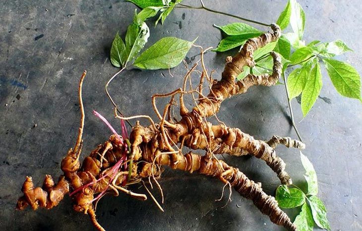 TÁC DỤNG DƯỢC LÝ CỦA SÂM NGỌC LINH