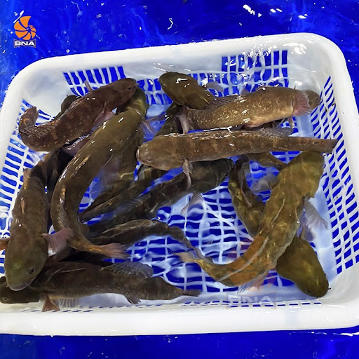 cá bớp nấu món gì ngon