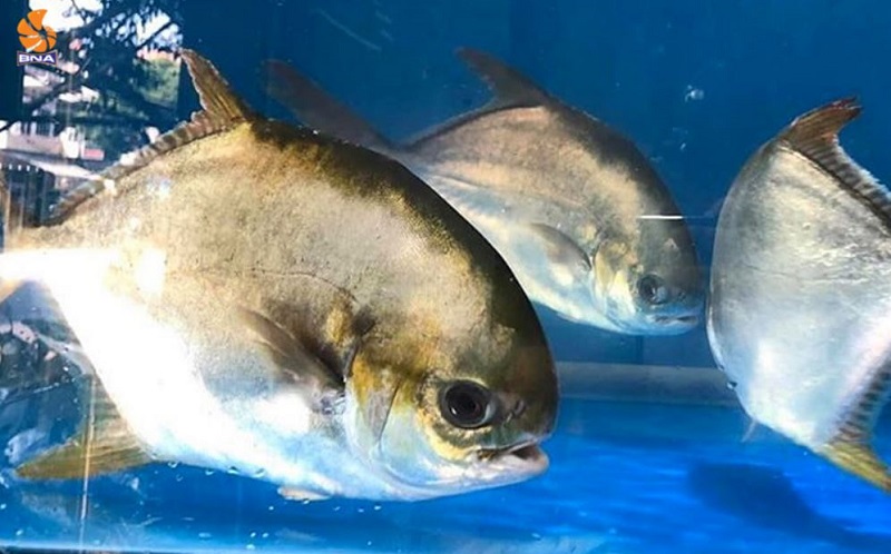 Cá chim tươi sống tại cửa hàng BNAFOODS