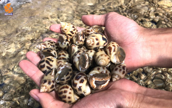 Ốc hương tươi sống BNAFOODS