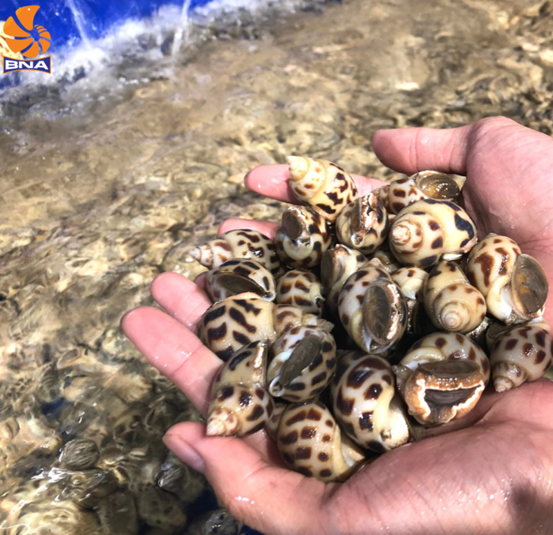 chả tôm ốc hương